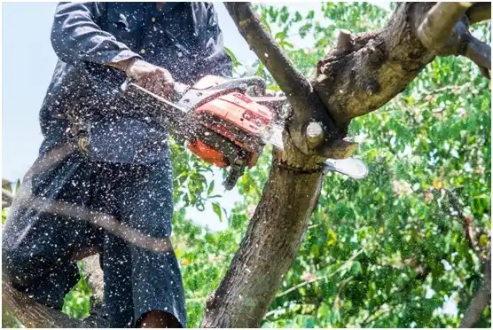 tree services Eastmont